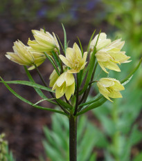 Řebčík Raddeana - Fritillaria raddeana - prodej cibulovin - 1 ks