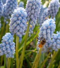 Modřenec Valerie Finish - Muscari armeniacum - prodej cibulovin - 5 ks