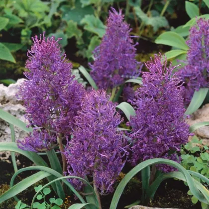 Modřenec Plumosum - Muscari comusum - prodej cibulovin - 5 ks