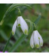 Sněženka viridi-apice - Galanthus nivalis- prodej cibulovin - 3 ks