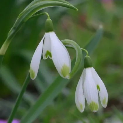 Sněženka viridi-apice - Galanthus nivalis- prodej cibulovin - 3 ks