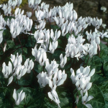 Brambořík Sowbread - Cyclamen repandum album - prodej cibulovin - 1 ks