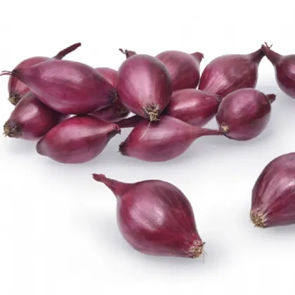 Cibule sazečka ozimá Akado - Allium cepa - prodej cibulek - 500 g