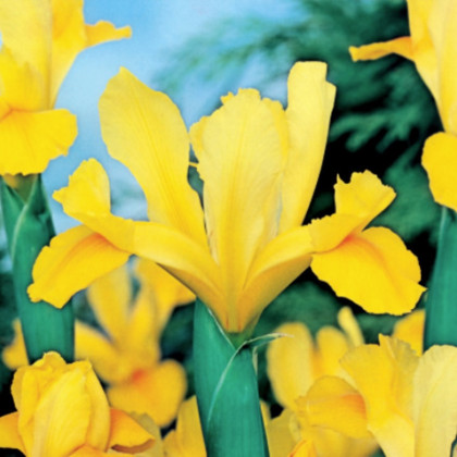 Kosatec holandský Golden Harvest - Iris hollandica - prodej cibulovin - 3 ks