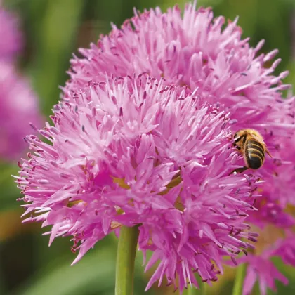 Česnek Carolinianum - Allium - prodej cibulovin - 3 ks