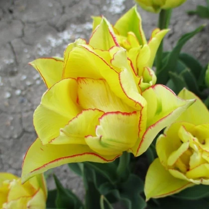 Tulipán Aquilla - Tulipa - prodej cibulovin - 3 ks