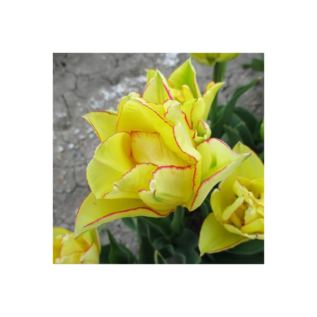 Tulipán Aquilla - Tulipa - prodej cibulovin - 3 ks