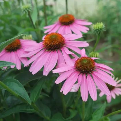 BIO Třapatkovka nachová - Echinacea purpurea - prodej bio semen - 15 ks