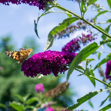 Komule Davidova - Buddleja davidi - prodej semen - 20 ks