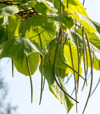 Katalpa severní - Catalpa speciosa - prodej semen - 8 ks