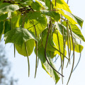 Katalpa severní - Catalpa speciosa - prodej semen - 8 ks