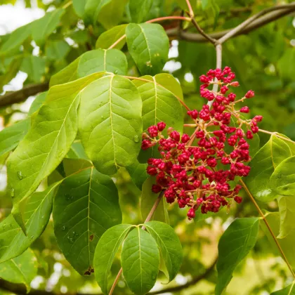 Ampák jasanolistý - Evodia fraxinifolia - prodej semen - 7 ks