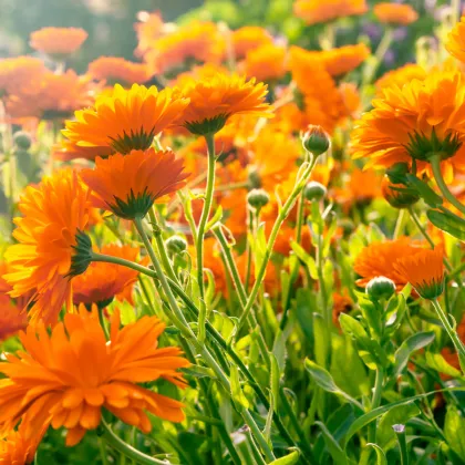 BIO Měsíček lékařský oranžový - Calendula officinalis - semena měsíčku - 30 ks