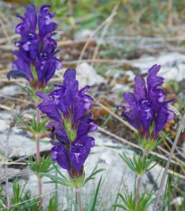 Včelník rakouský - Dracocephalum austriacum - prodej semen - 70 ks