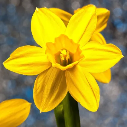 Narcis Carlton - Narcissus - prodej cibulovin - 3 ks