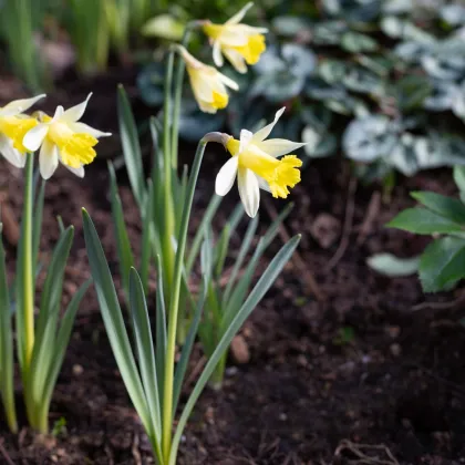 Narcis Topolino - Narcissus L. - prodej cibulovin - 3 ks