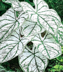 Kaládium Candidum Sr - Caladium bicolor - prodej cibulovin - 1 ks