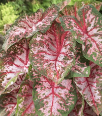 Kaládium Carolyn Whorton - Caladium bicolor - prodej cibulovin - 1 ks