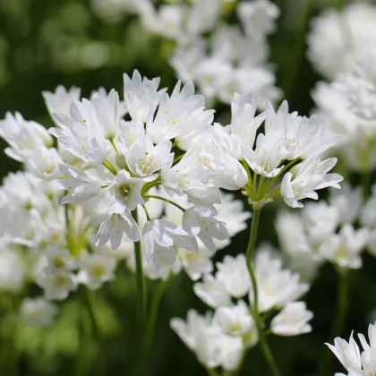 Česnek okrasný Zebdanense - Allium - prodej cibulovin - 3 ks