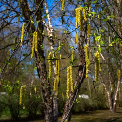 Bříza černá - Betula nigra - prodej semen -15 ks