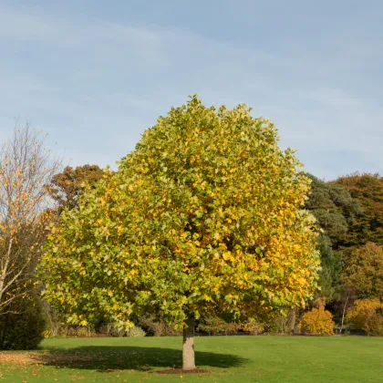 Liliovník tulipánokvětý - Liriodendron tulipifera - prodej semen - 10 ks