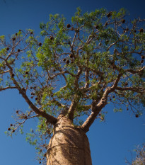 Baobab Fony - Adansonia fony - prodej semen - 2 ks