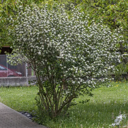 Černý jeřáb - Aronia melanocarpa - prodej semen - 7 ks