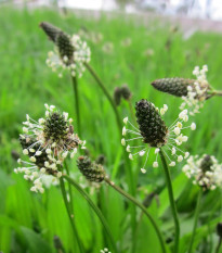 BIO Jitrocel kopinatý - Plantago lanceolata - prodej bio semen - 80 ks