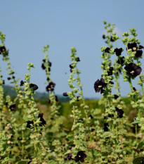 BIO Topolovka růžová - Alcea rosea nigra - prodej bio semen - 15 ks