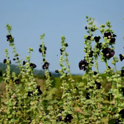 BIO Topolovka růžová - Alcea rosea nigra - prodej bio semen - 15 ks