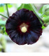 BIO Topolovka růžová - Alcea rosea nigra - prodej bio semen - 15 ks