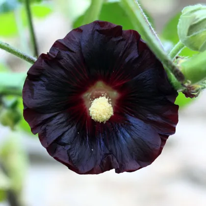 BIO Topolovka růžová - Alcea rosea nigra - prodej bio semen - 15 ks