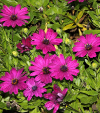 Paprskovka Purple - Osteospermum ecklonis - prodej semen - 6 ks