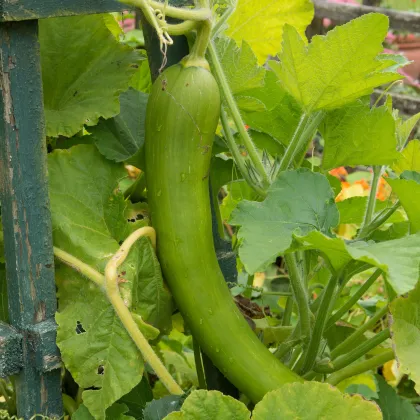 BIO Dýně muškátová Tromba d Albenga - Cucurbita moschata - prodej bio semen - 6 ks