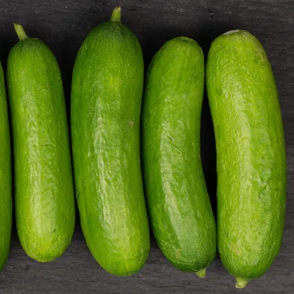 BIO okurka Mirella - Cucumis sativus - prodej bio semen - 10 ks