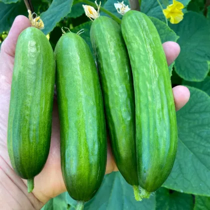 BIO okurka Mirella - Cucumis sativus - prodej bio semen - 10 ks