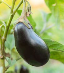 BIO Lilek Black Beauty - Solanum melongena - prodej bio semen - 20 ks