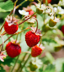 BIO jahodník stáleplodící Reine des Vallées - Fragaria ananassa - prodej semen - 10 ks