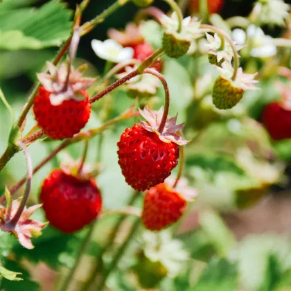 BIO jahodník stáleplodící Reine des Vallées - Fragaria ananassa - prodej semen - 10 ks