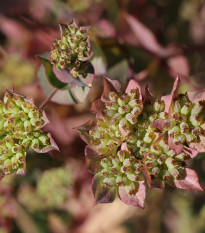 Prorostlík okrouhlolistý - Bupleurum rotundifolium B. griffithii - prodej semen - 60 ks