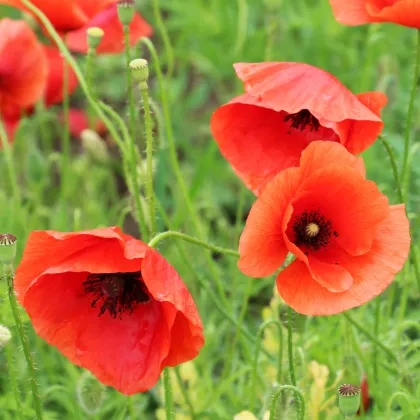 BIO Vlčí mák červený - Papaver rhoeas - prodej semen - 100 ks