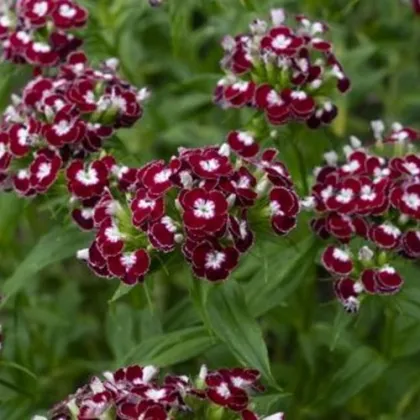 BIO Hvozdík bradatý Sweet William Chris - Dianthus barbatus - prodej bio semen - 18 ks