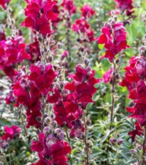 BIO Hledík větší Black Prince - Antirrhinum majus - prodej bio semen - 20 ks