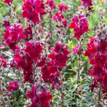 BIO Hledík větší Black Prince - Antirrhinum majus - prodej bio semen - 20 ks