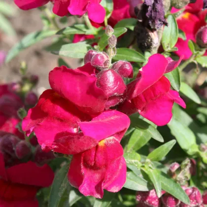 BIO Hledík větší Black Prince - Antirrhinum majus - prodej bio semen - 20 ks