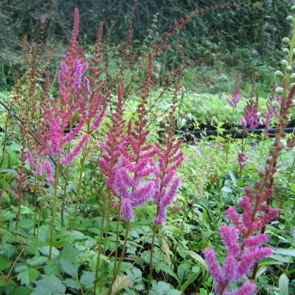 Čechrava čínská fialová - Astilbe chinensis - prodej semen - 10 ks