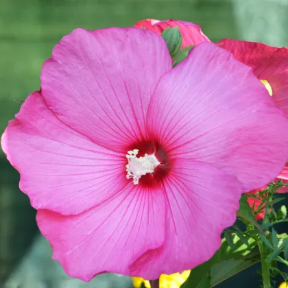 Ibišek bahenní Nippon Rose F1 - Hibiscus moscheutos - prodej semen - 5 ks