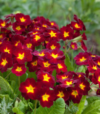 Prvosenka Inara F1 Late Red - Primula elatior - prodej semen - 20 ks