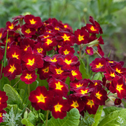 Prvosenka Inara F1 Late Red - Primula elatior - prodej semen - 20 ks