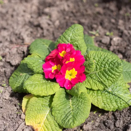 Prvosenka Inara F1 Rose - Primula elatior - prodej semen - 20 ks